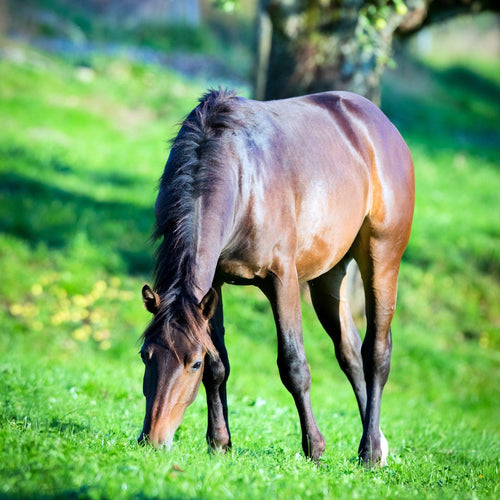 Bay horse grazing lush spring pasture