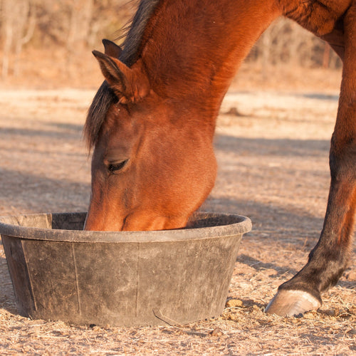 Bay horse eating feed from a rubber pan in a pasture