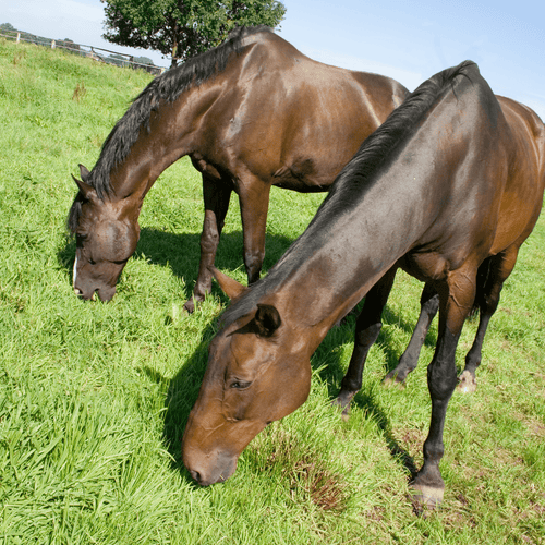 Two bay horses grazing together on green pasture