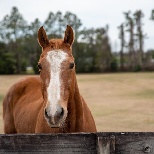 Equine Gastrointestinal Series: Diseases of the Small and Large Intestine - ImmuBiome