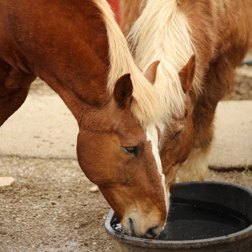 Equine Gastrointestinal Series: The Small and Large Intestines - ImmuBiome