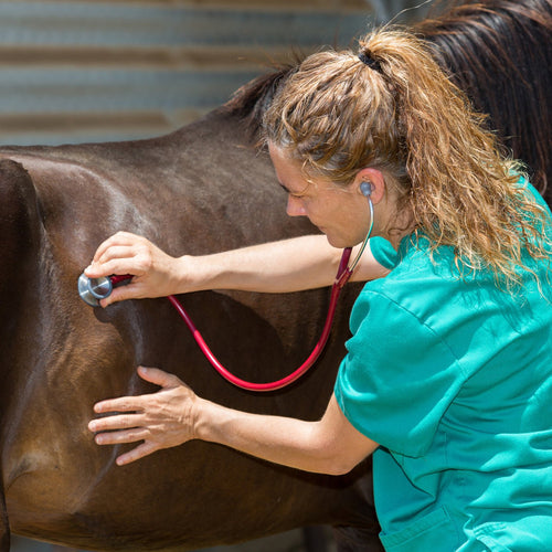 Veterinarian listening to a horse's gut sounds with a stethoscope