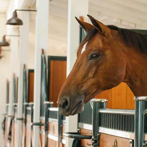 Signs of Ulcers in Horses, and How G-Tract Supports the Gut - ImmuBiome
