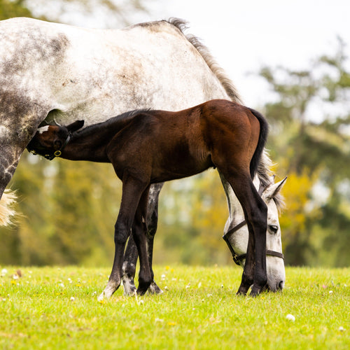 Newborn foal nursing from its mare