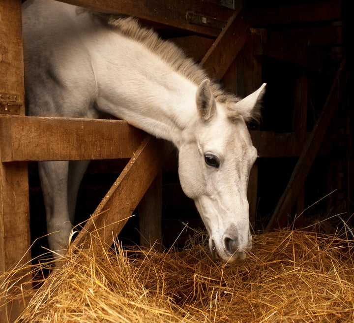 Hindgut & Ulcer Support