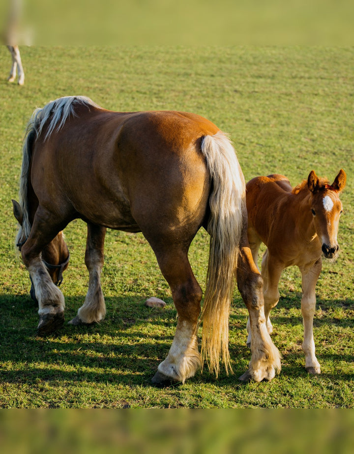 Foal & Young