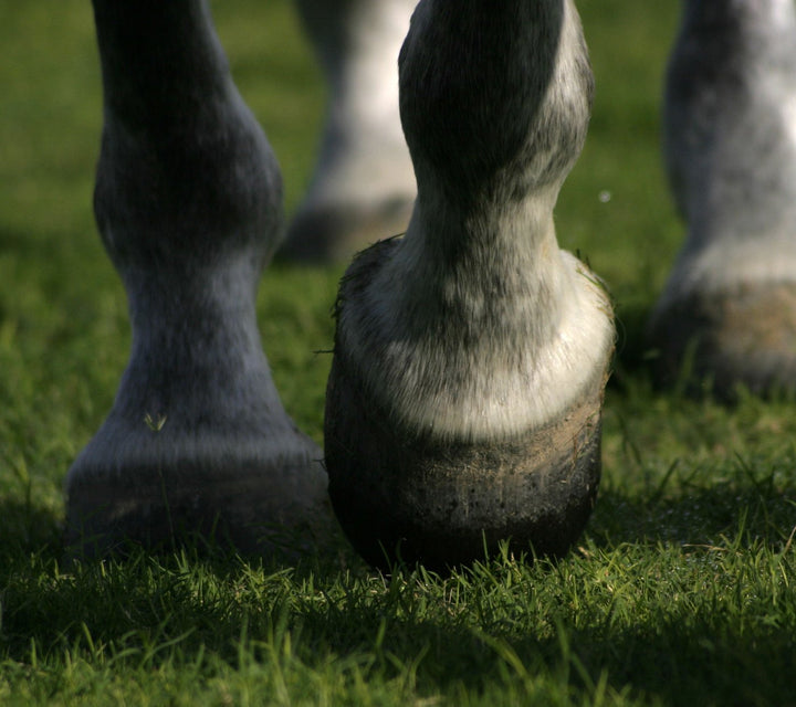 Hoof