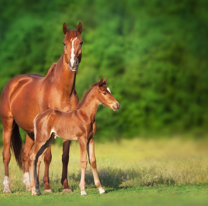 Mare Balance