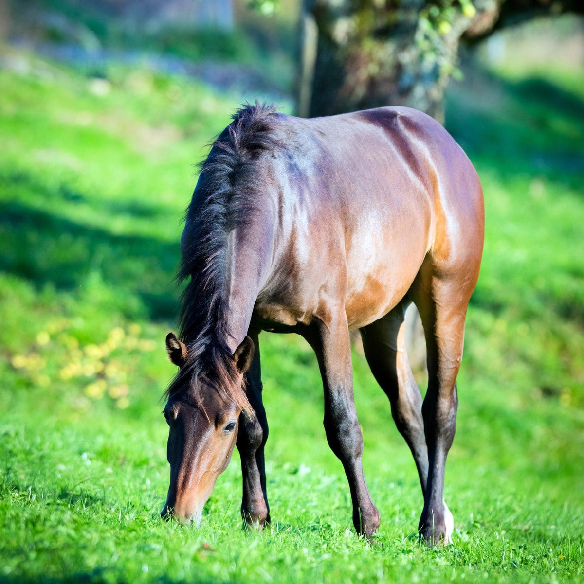 Bay horse grazing lush spring pasture