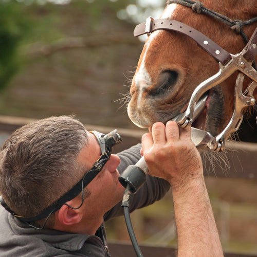 Equine Gastrointestinal Series: Equine Dentition in Health and Disease - ImmuBiome
