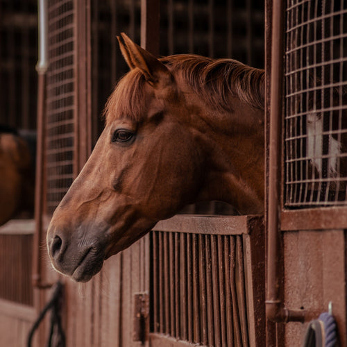 Equine Gastrointestinal Series: Leaky Gut - ImmuBiome