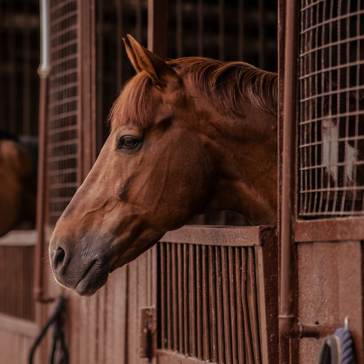 Equine Gastrointestinal Series: Leaky Gut - ImmuBiome
