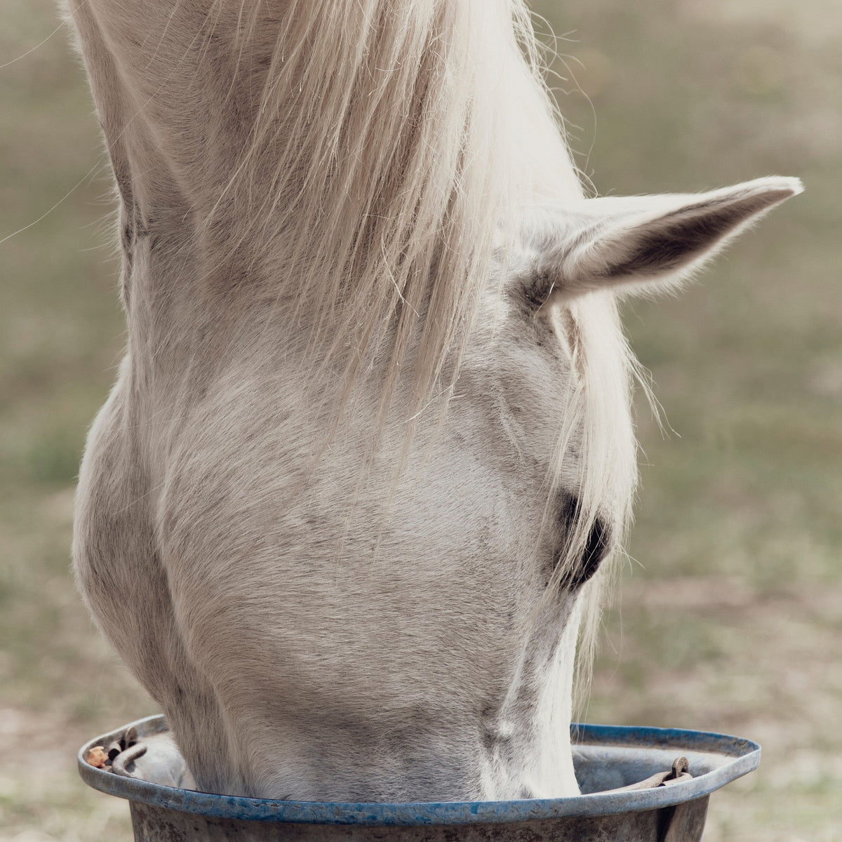 Equine Gastrointestinal Series: The Esophagus and Stomach - ImmuBiome