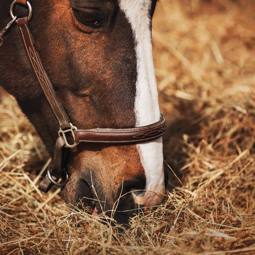 Equine Gastrointestinal Series: The Upper Digestive Tract - ImmuBiome