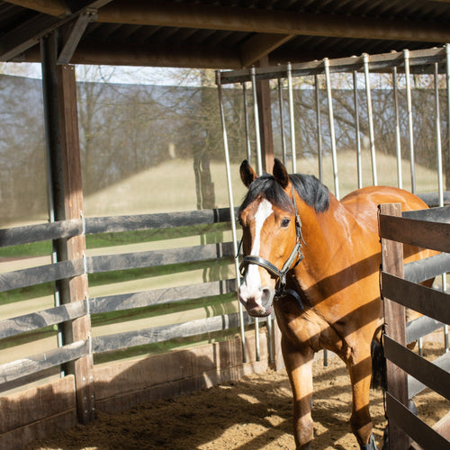 Equine Protozoal Myeloencephalitis - ImmuBiome