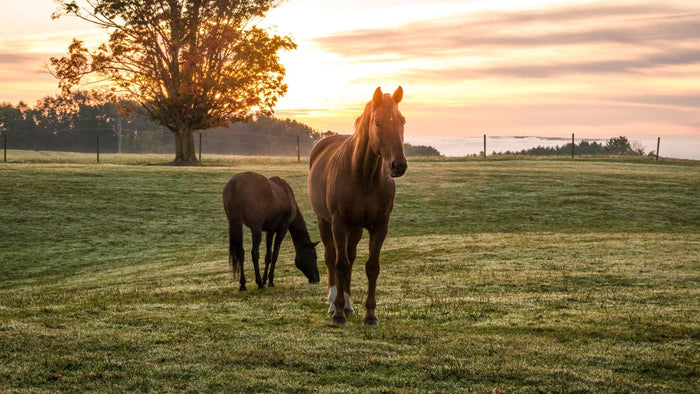 Fall Changeover: Supporting Your Horse's Immune System - ImmuBiome