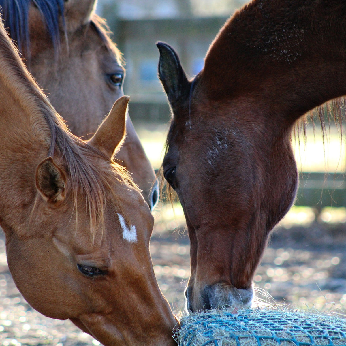 Horses eating from a shared blue hay net