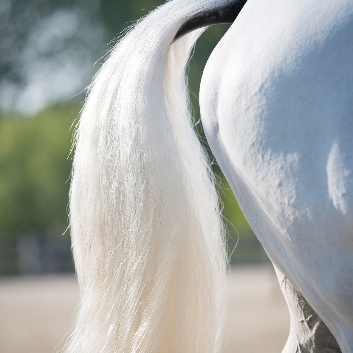 Clean tail and hindquarters of a grey horse