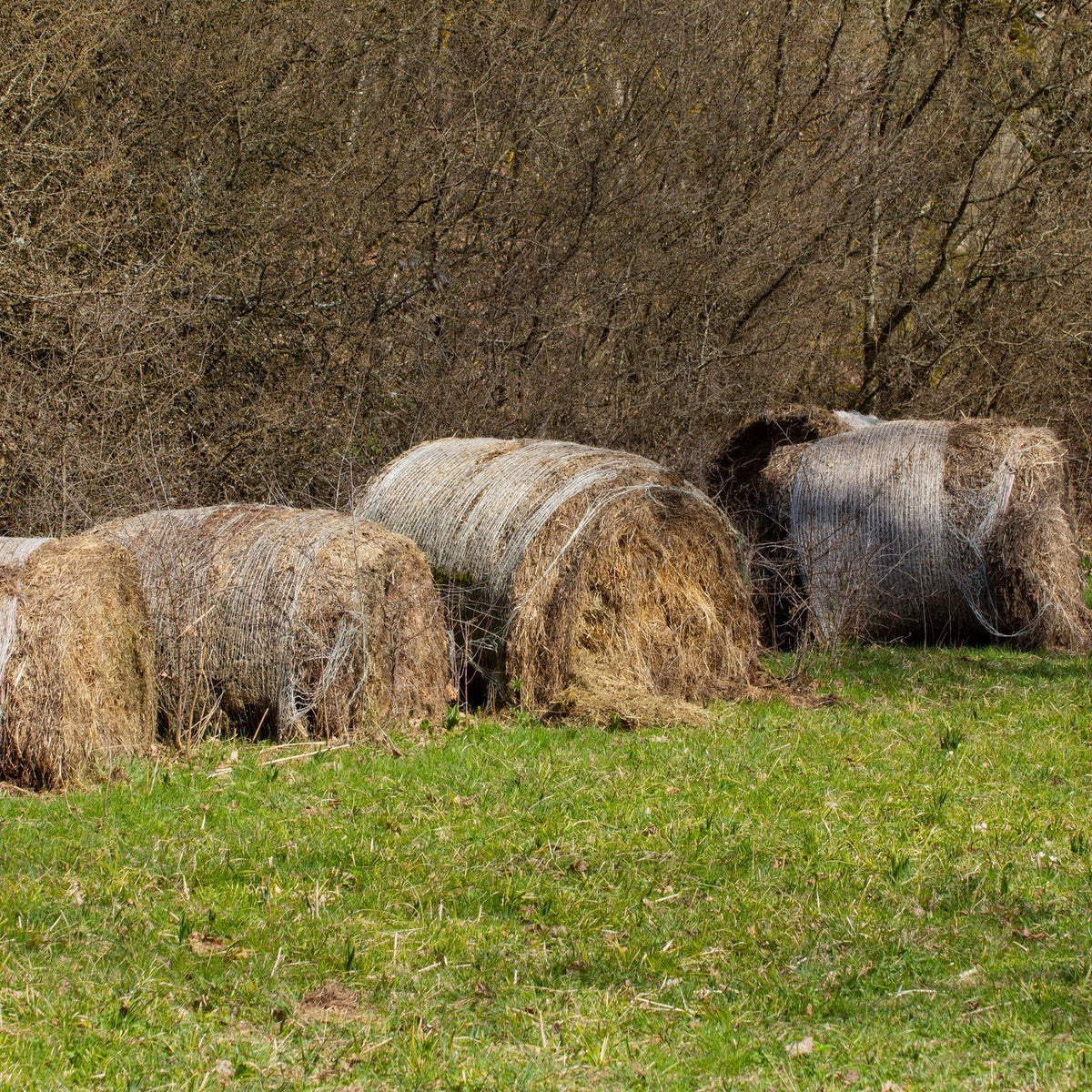 Weathered round hay bales stored outdoors on wet grass