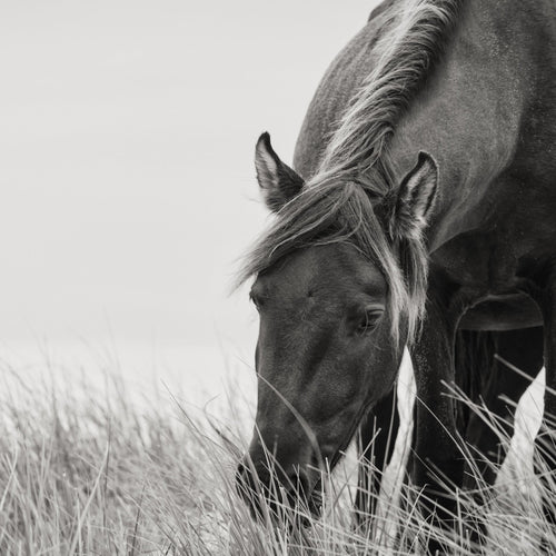 Black-and-white close-up of a horse grazing tall grass