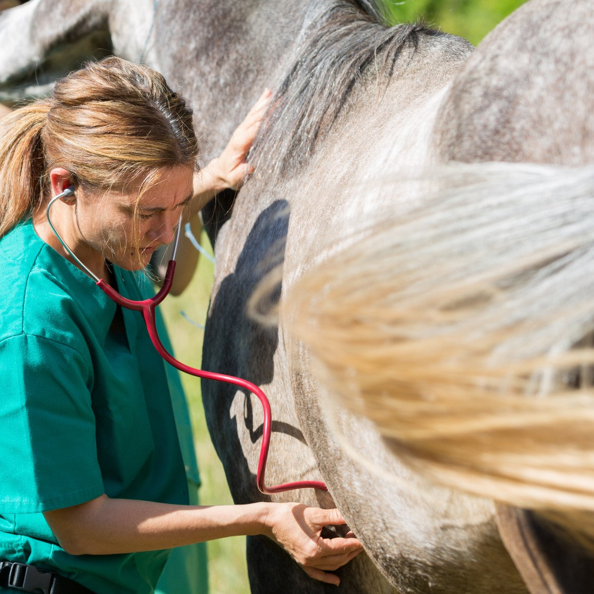 Equine Gastrointestinal Series: Leaky Gut