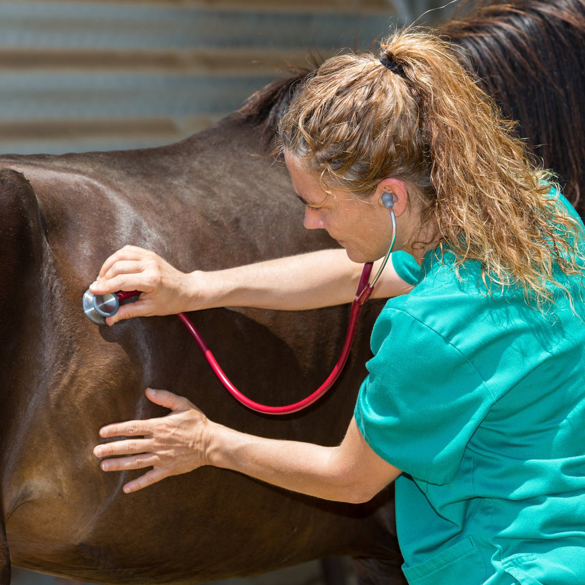 Veterinarian listening to a horse's gut sounds with a stethoscope
