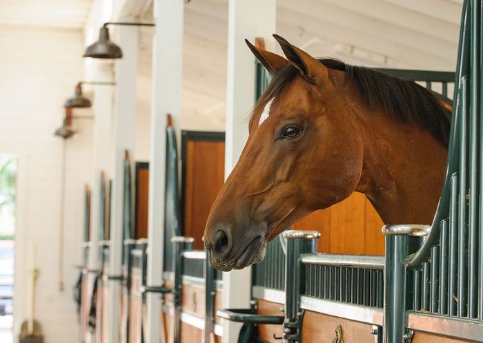 Bay warmblood looking out over his stall door in a bright barn aisle