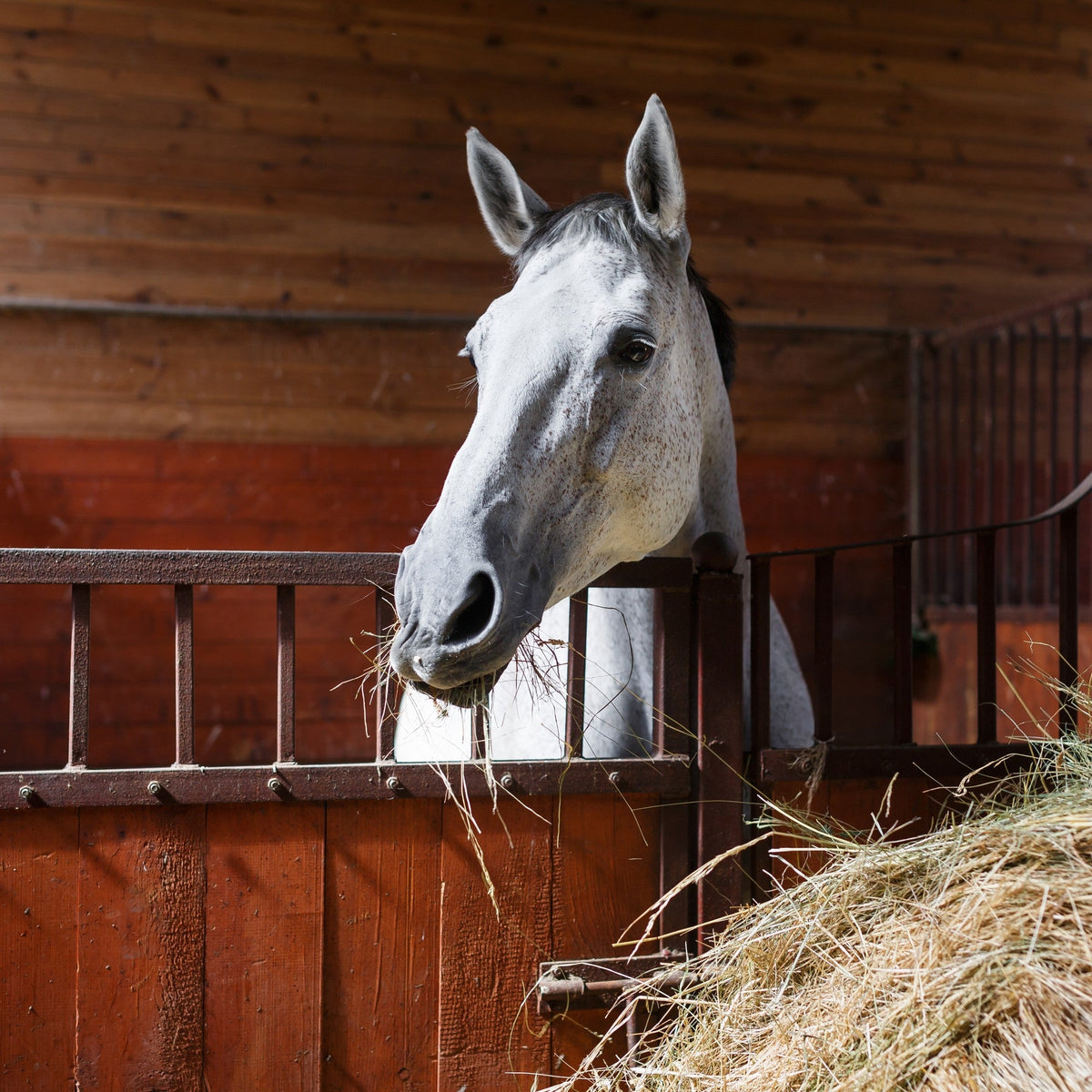 Unveiling the Hidden World Inside Your Horse's Digestive System - ImmuBiome