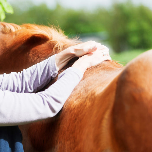Owner's hands resting on a chestnut horse's back