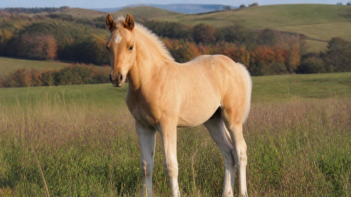 Foal & Young