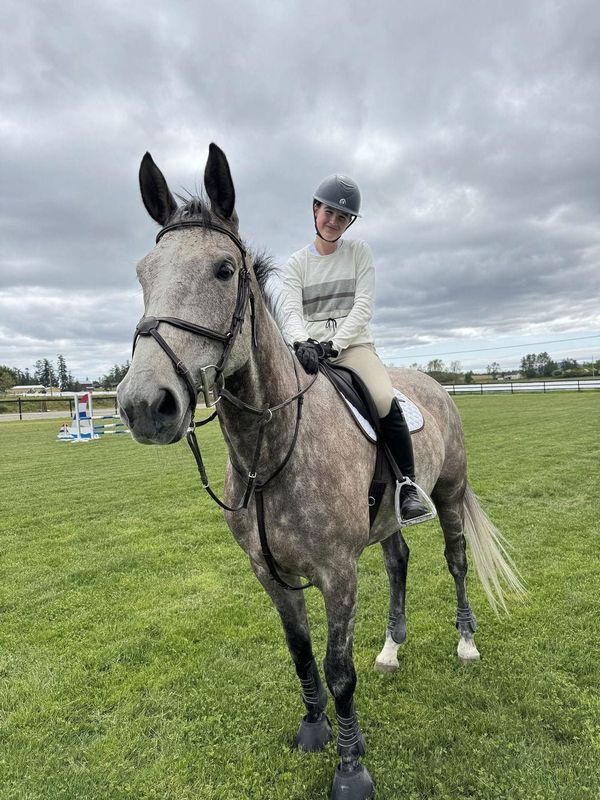 Rider in a helmet sitting on a gray horse on a grass jumping field