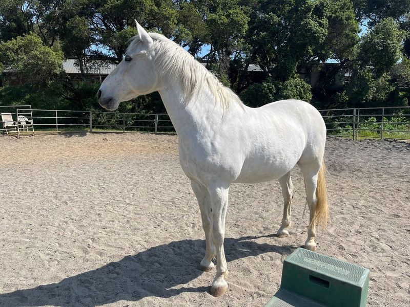 White horse standing in a sand arena beside a green mounting block