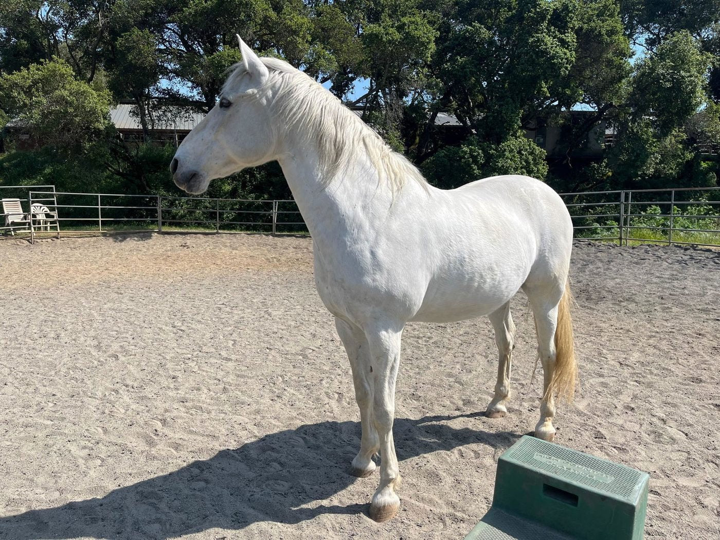 Horse on Immubiome G-Tract — customer photo