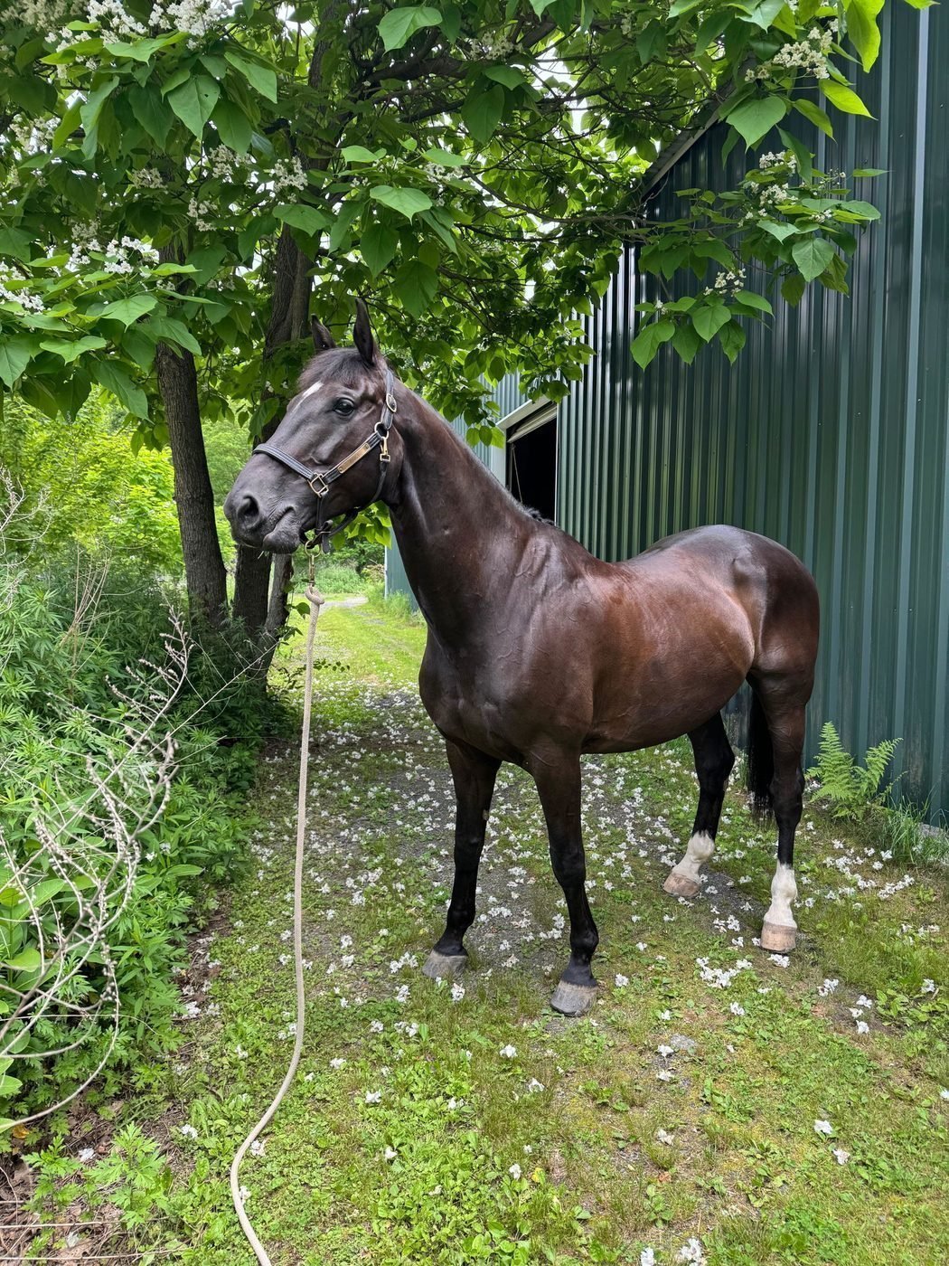 Horse on Immubiome G-Tract — photo from Lisa