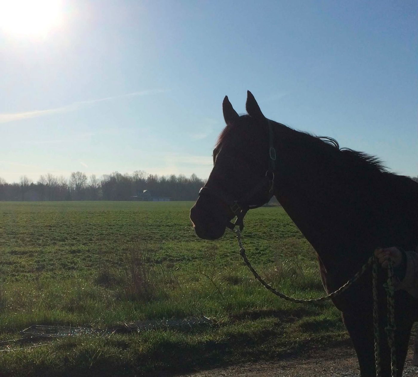 Horse on Immubiome Spine & Nerve — photo from Molly G.