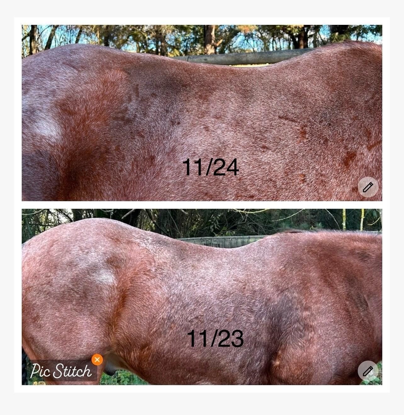 Horse on Strength & Stamina during hoof care — photo from Michelle B.