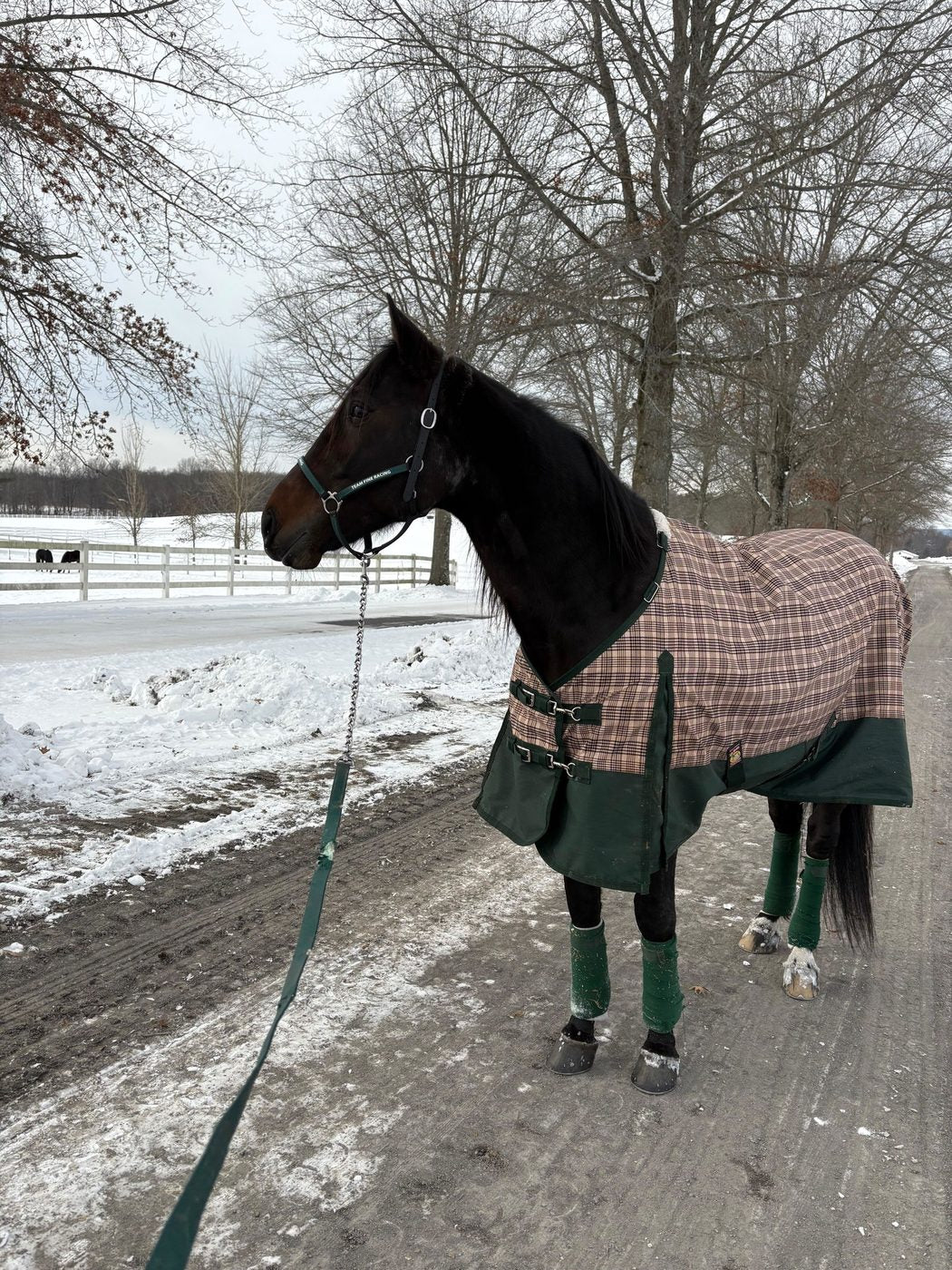 Race horses on Immubiome — photo from Manda
